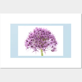 Allium stipitatum  &#39;Violet Beauty&#39; Posters and Art